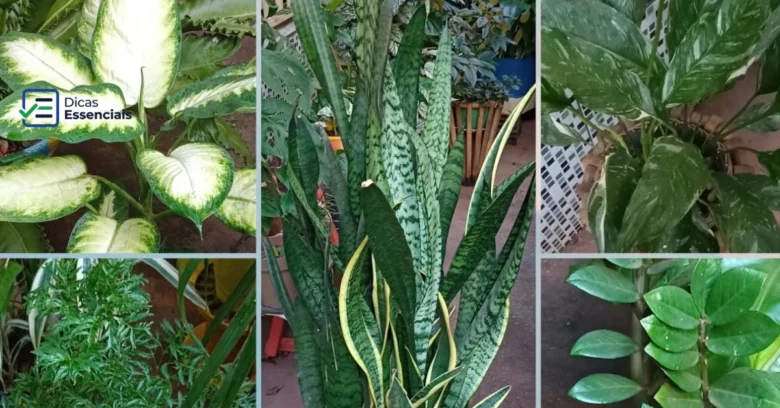 Plantas da prosperidade: 11 dicas e onde colocá-las na sua casa para atrair abundância na vida